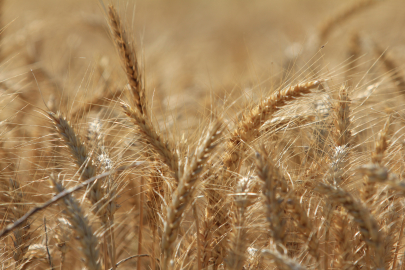 Küresel tahıl üretiminde 105 milyon tonluk rekor artış bekleniyor