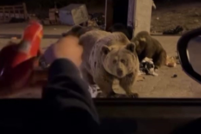 Uludağ’da ayı ailesine sucuk ziyafeti çekerken saldırıya uğradı