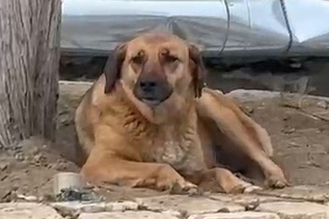 Bursa'da ezana uluyan sokak köpeği dikkat çekti