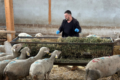 10 hayvanından 4'ü kalan Yenişehir'li üretici 1,5 milyon lira zarar etti