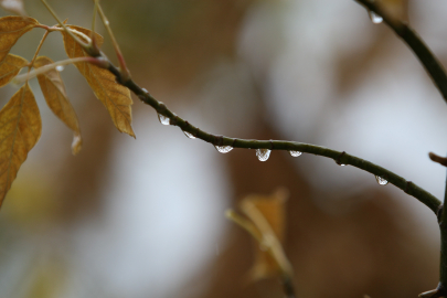 Bursalı çiftçilerin yağışlarla yüzü güldü