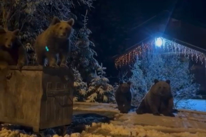 Kış uykusuna yatmayan ayılar böyle görüntülendi