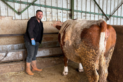 Şap hastalığına bir hayvanını daha verdi