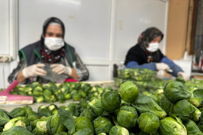 Rusya ve Hollanda lahanayı "Brüksel"den değil İznik'ten alıyor