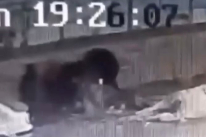 Demirtaş'ta başıboş köpek dehşeti 3 kişi yaralandı