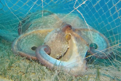 Hayalet ağlarla mücadelede 420 milyon metrekare alan tarandı