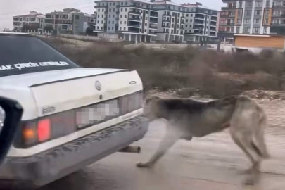 Köpeği aracın arkasına bağlayarak seyretti