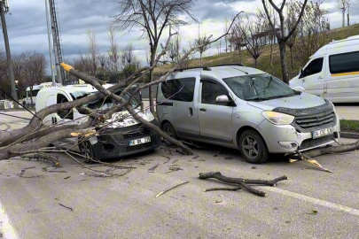 Bursa'da seyir halindeki araçların üzerine ağaç devrildi