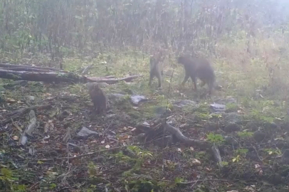Uludağ'da sisler arasında anne yaban kedisi ve yavruları görüntülendi
