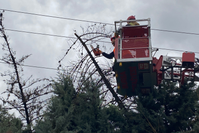 Bursa'da lodos ağacı devirdi, elektrik hatları zarar gördü