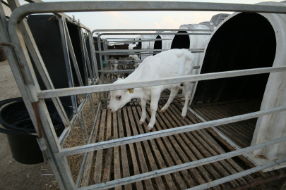 Buzağı destekleme başvuruları sona erdi