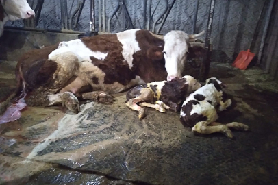 Ölü buzağıyla üzüldüler ikiz doğumla sevindiler