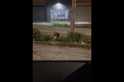 Bursa’da gece yarısı tilki, ağzında kediyle sokakta görüntülendi