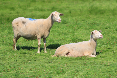 Bursa'da küçükbaşa yönelik önemli bir proje hayata geçiyor