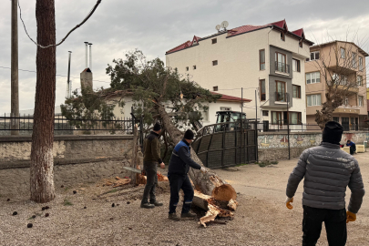 İznik'te okulların tatil olması faciayı önledi..Dev ağaç okul bahçesine devrildi