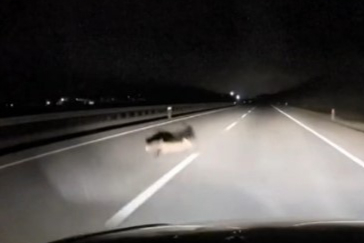 Yola atlayan tilkiye araç çarptı