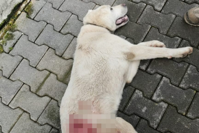 Tavuk kovaladı diye tüfekle vurulan köpek öldü