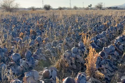 Pazarda tanesi 80 lira; çiftçiden 5 liradan almak istediler