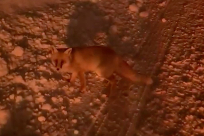 Uludağ yolunda tilki görüntülendi