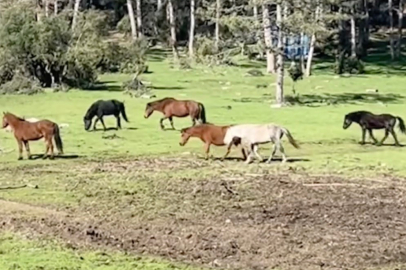 Bursa’da yılkı atlarının özgürlük gezisi