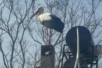 Leylek köyünde büyük sevinç: Eşi geldi, herkes Yaren'i bekliyor