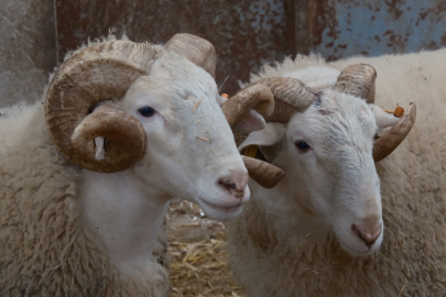 Koyunlara suni tohumlama geliyor