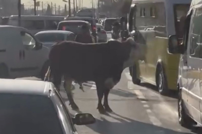 Bursa'da kaçan boğa trafiği karıştırdı