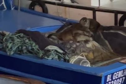 Aç kalan anne su samuru ve yavruları Gemlik’te tekneye sığındı