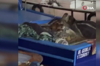 Aç kalan anne su samuru ve yavruları Gemlik’te tekneye sığındı