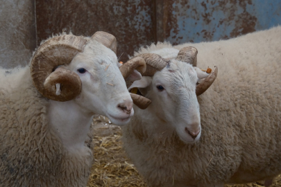 Türkiye'nin en değerli koçları rekor fiyatlara satılıyor