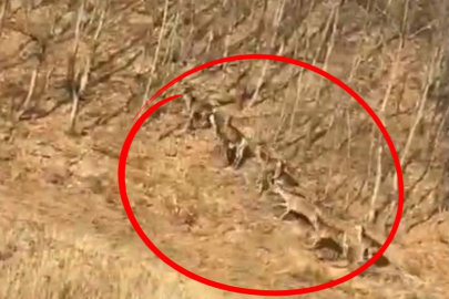 Geyik sürüsü kameraya böyle takıldı