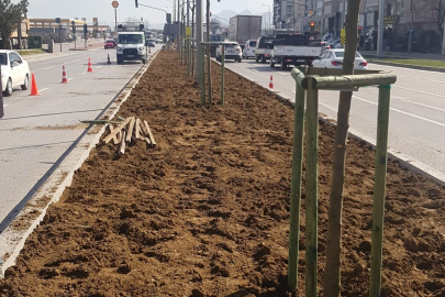 Bursa'nın 700 yıllık mirası 700 çınarla kök salıyor