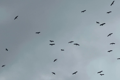 "Bolluk" müjdecisi leylek sürüsü Bursa semalarında görüldü