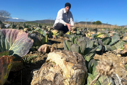 Yenişehir’de lahanalar tarlada çürüdü
