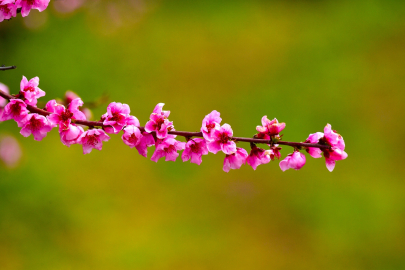 İznik Ovası'nda bahar şöleni