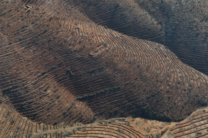 Bursa'da yanan ormanlar 8 ayda ilmek ilmek işlendi, bölge yeniden can buldu