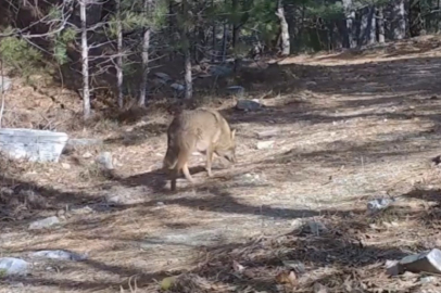 Uludağ’da Altın Çakallar fotokapana yakalandı