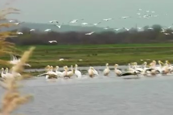 Göç eden pelikanlar Bursa’da mola verdi