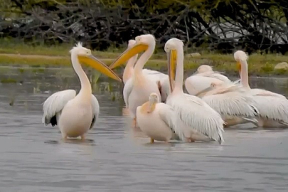 Göç eden pelikanlar Bursa’da mola verdi