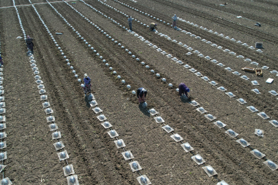 Karacabey Ovası'nda turfanda karpuz ekimi başladı