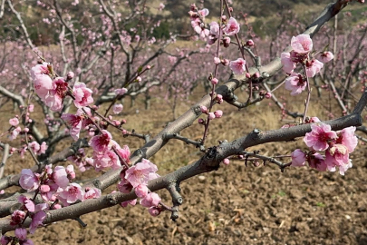 Siyahların ardında açan pembe şeftali çiçekleri