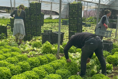 Geçen sene zararıyla ağlatan 'kıvırcık' bu yıl güldürdü