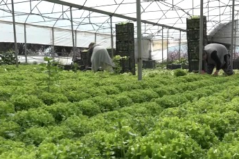 Geçen sene zararıyla ağlatan 'kıvırcık' bu yıl güldürdü