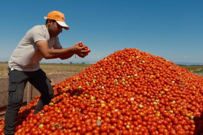 Karacabey'de salçalık domates ekiminde "serbest"in fazla olması bekleniyor