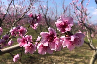 Çiftçilere zirai don uyarısı