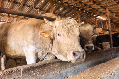 Tonluk 'Paşa' 500 bin lira