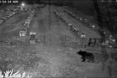 Bursa'da arı kovanlarına ayı saldırısı