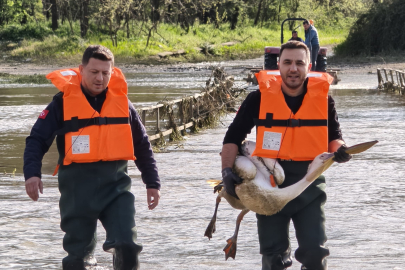 Barajda mahsur kalan pelikan böyle kurtarıldı