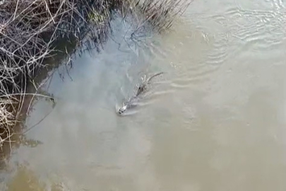 Bursa'da deredeki su samuru şaşırttı