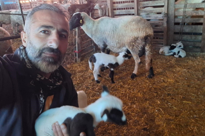 Çeşme sakızı ile Fransız koçunu birleştirdi, verimi katladı